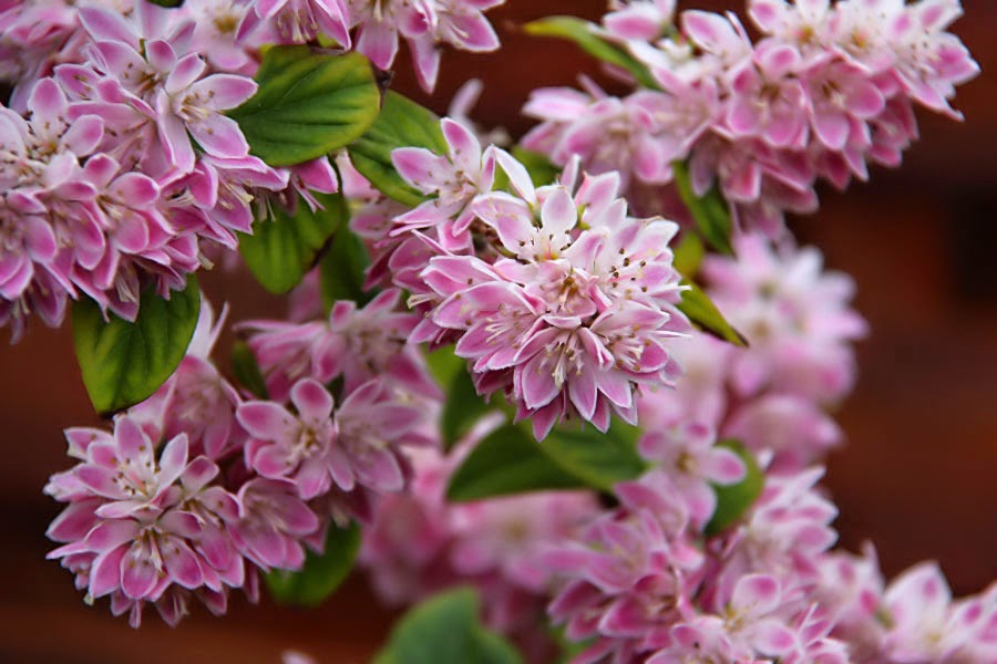 Deucija hibridinė (Deutzia hybrida) 'Strawberry Fields'