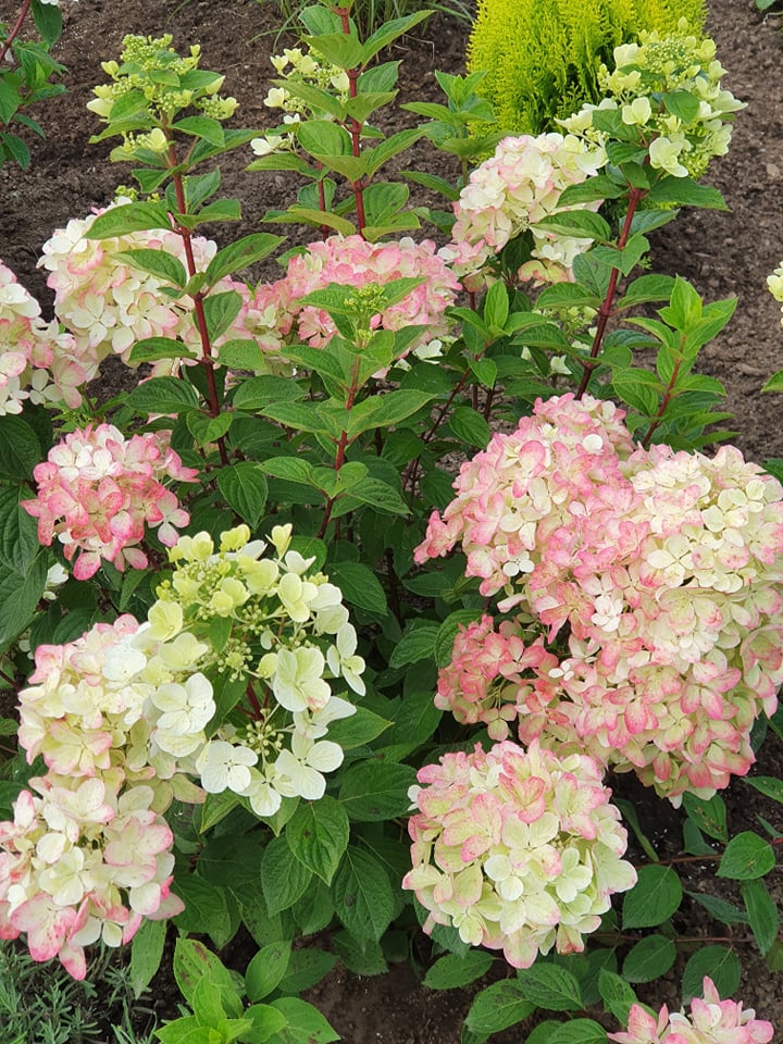 Hortenzija šluotelinė (Hydrangea paniculata) 'Diamant Rouge'