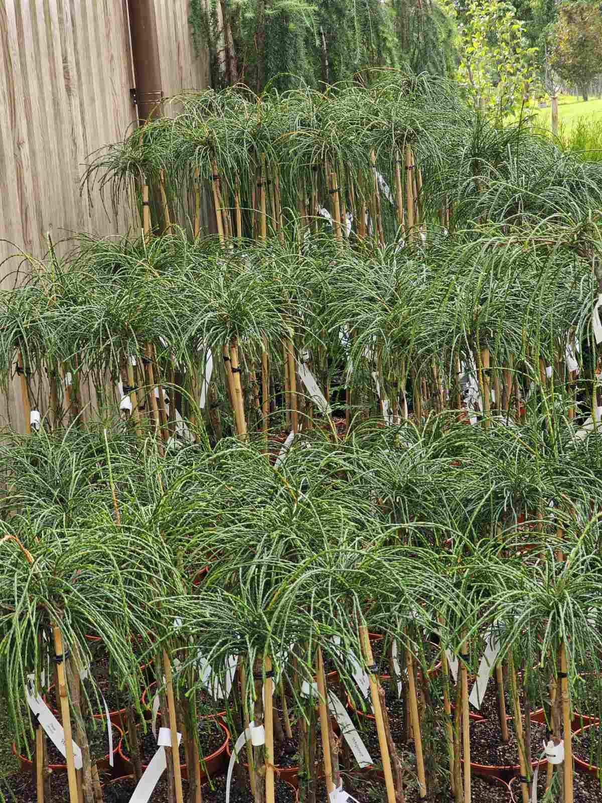 Tuja didžioji (Thuja plicata) 'Whipcord' Pa