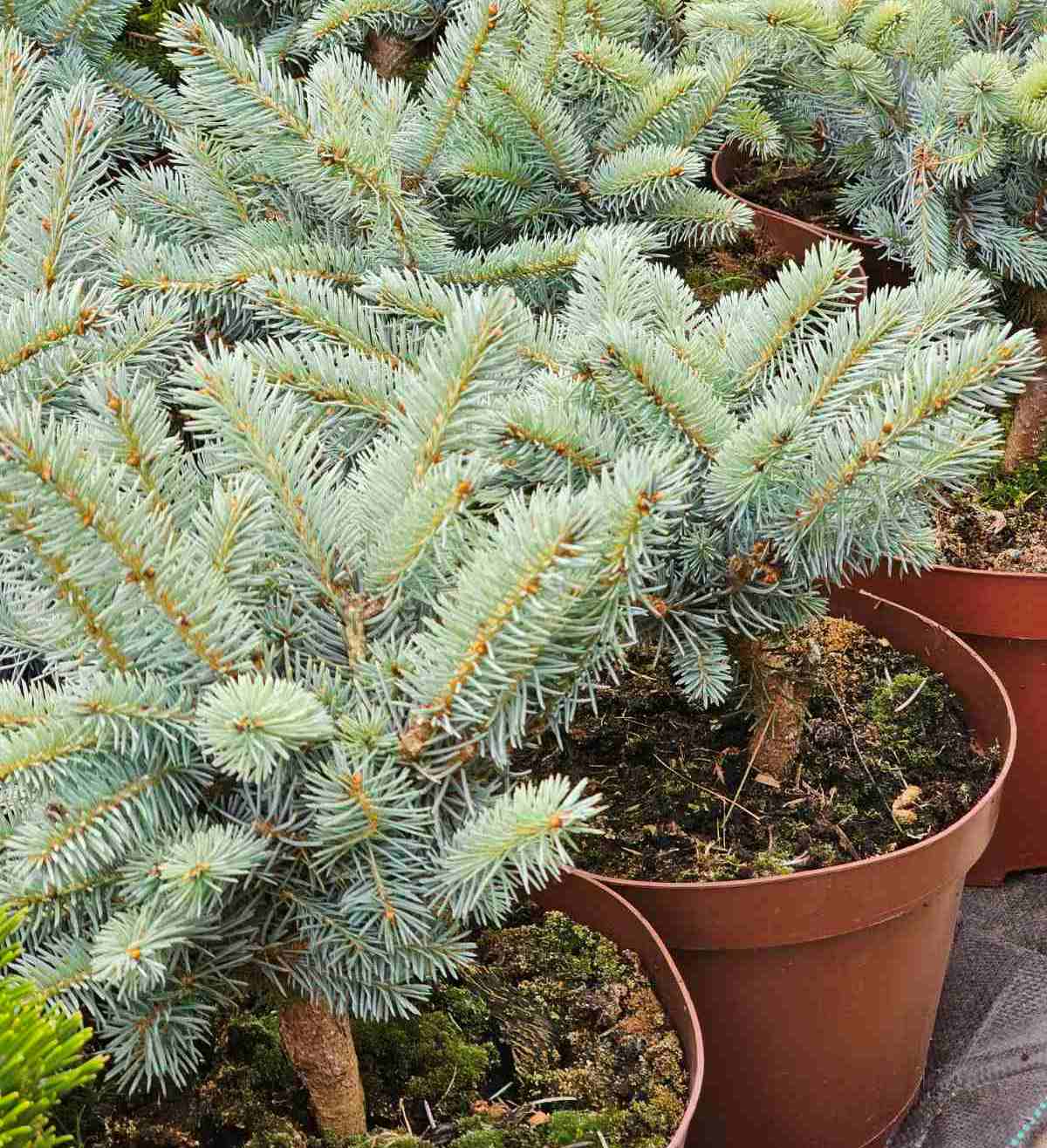 Eglė dygioji (Picea pungens) 'Glauca Globosa'