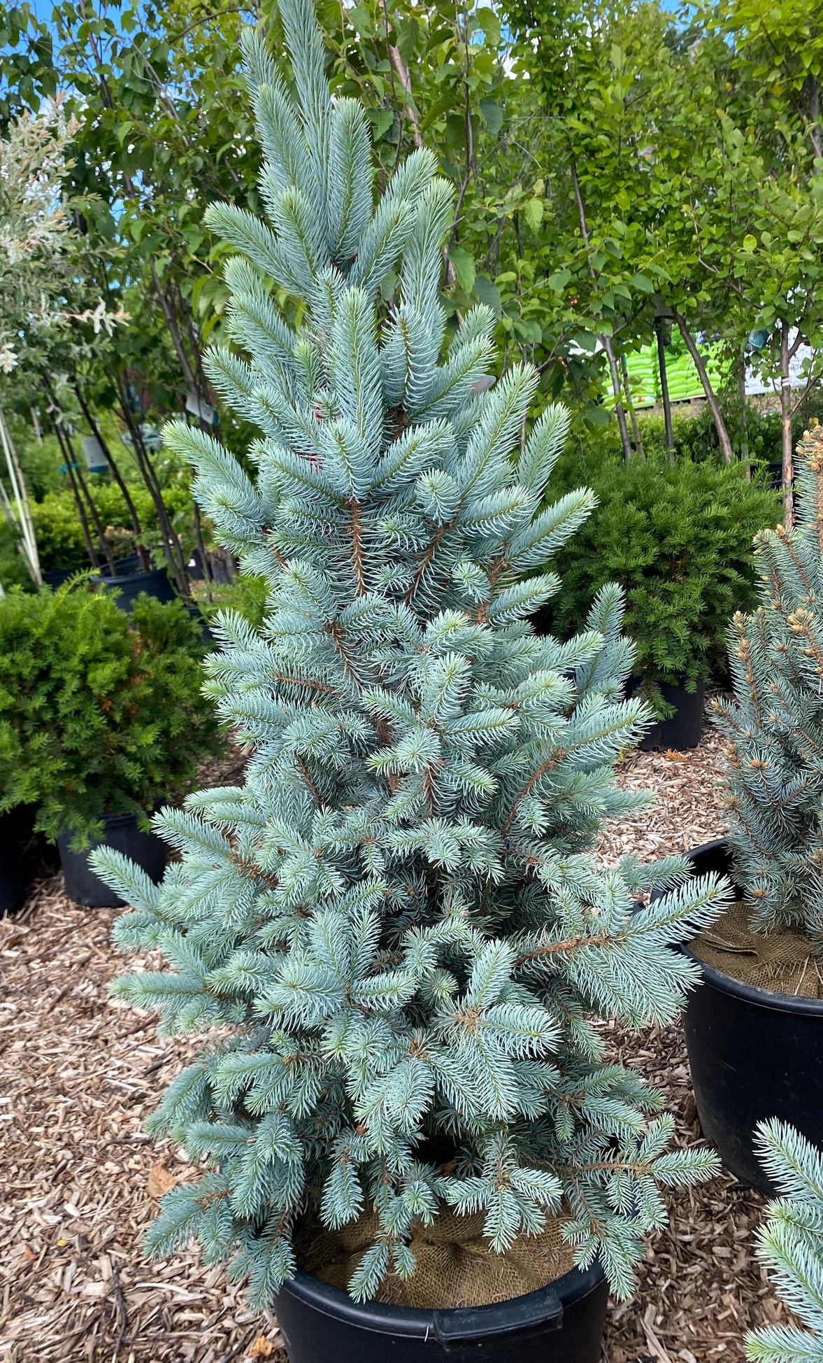 Eglė dygioji (Picea pungens) 'Iseli Fastigiate'