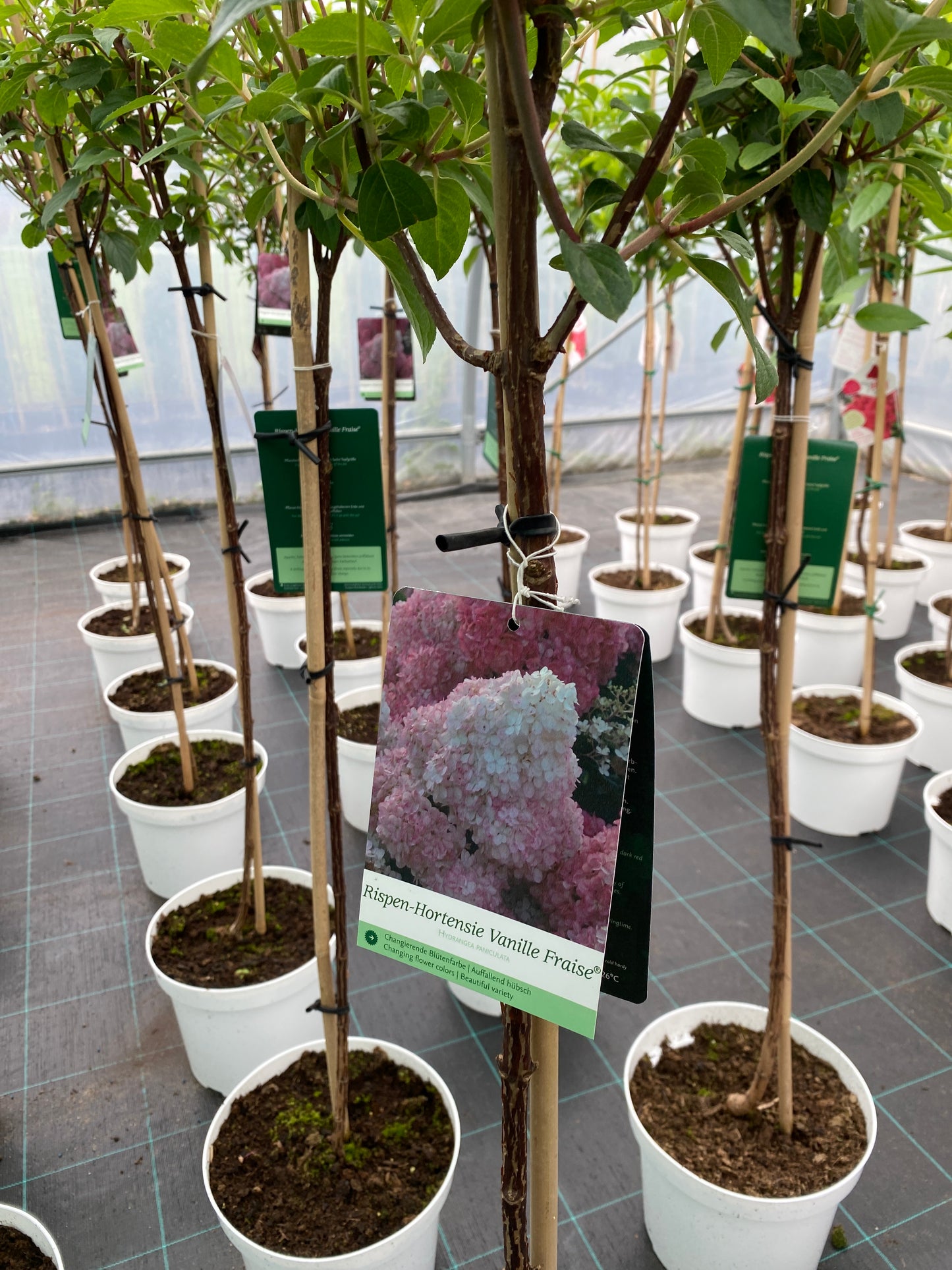 Stiebinė šluotelinė hortenzija (Hydrangea paniculata) 'Vanille Fraise' Pa