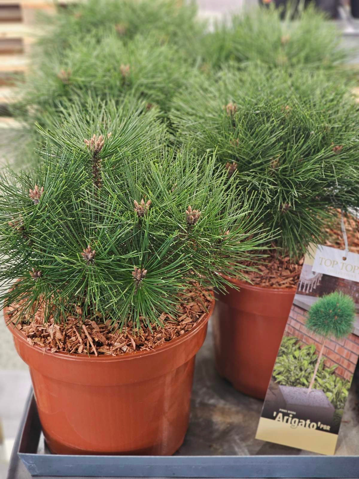 Pušis juodoji (Pinus nigra) 'Arigato'