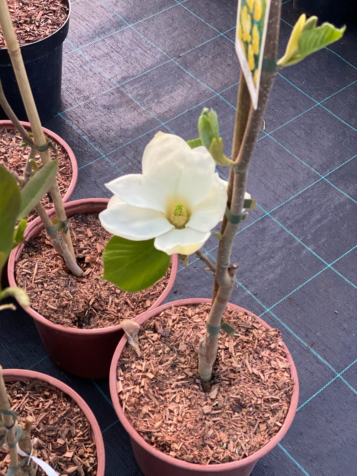 Magnolija puošnioji (Magnolia denudata) 'Yellow River'