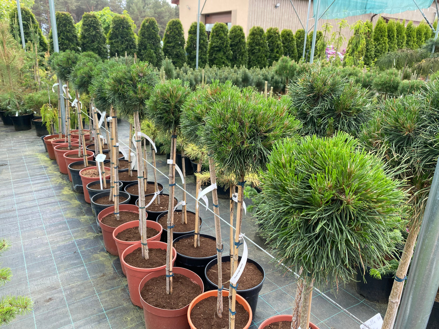 Pušis kalninė (Pinus mugo) 'Varella' Pa