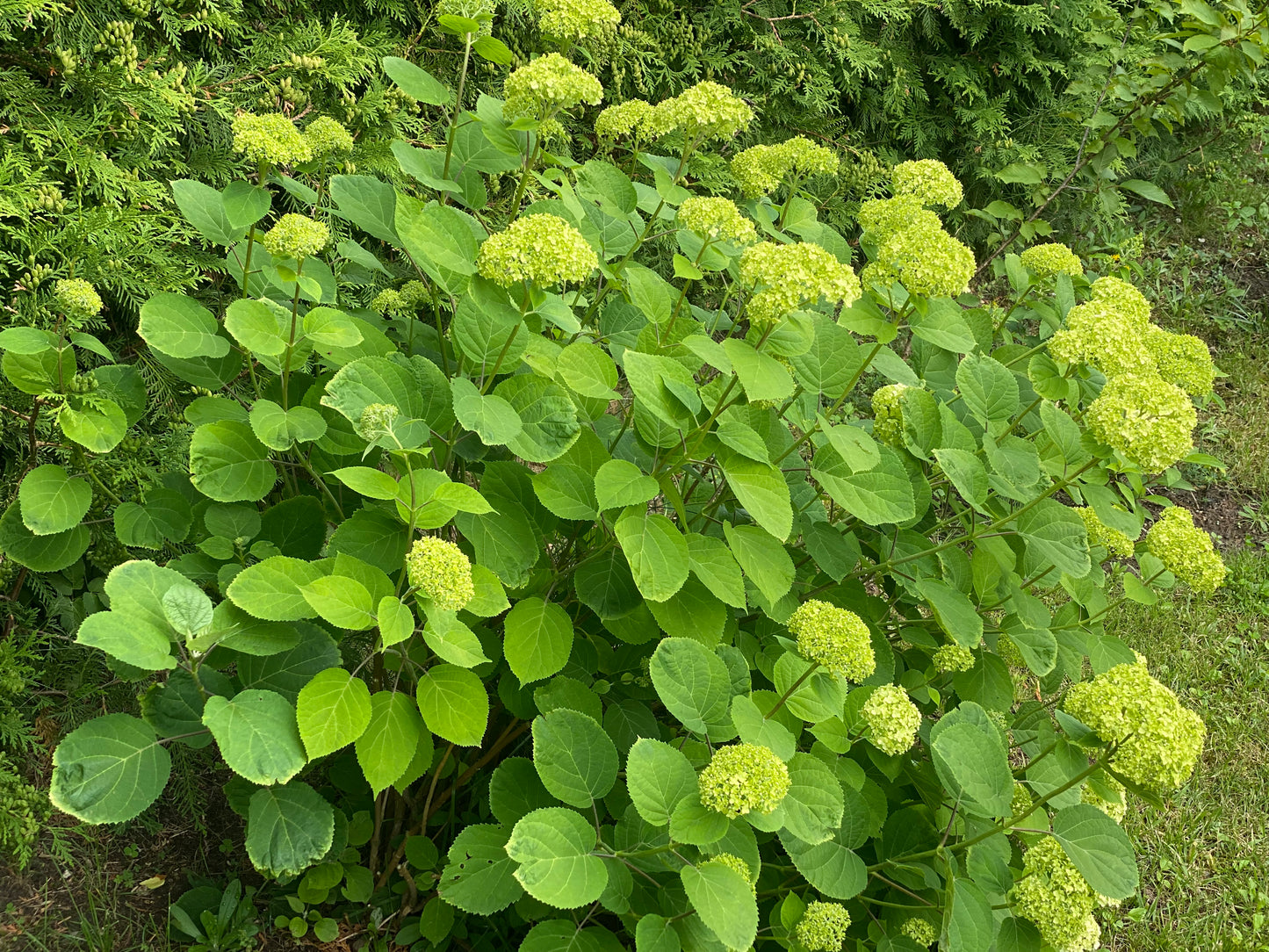 Hortenzija šviesioji (Hydrangea arborescens) 'Strong Annabelle'