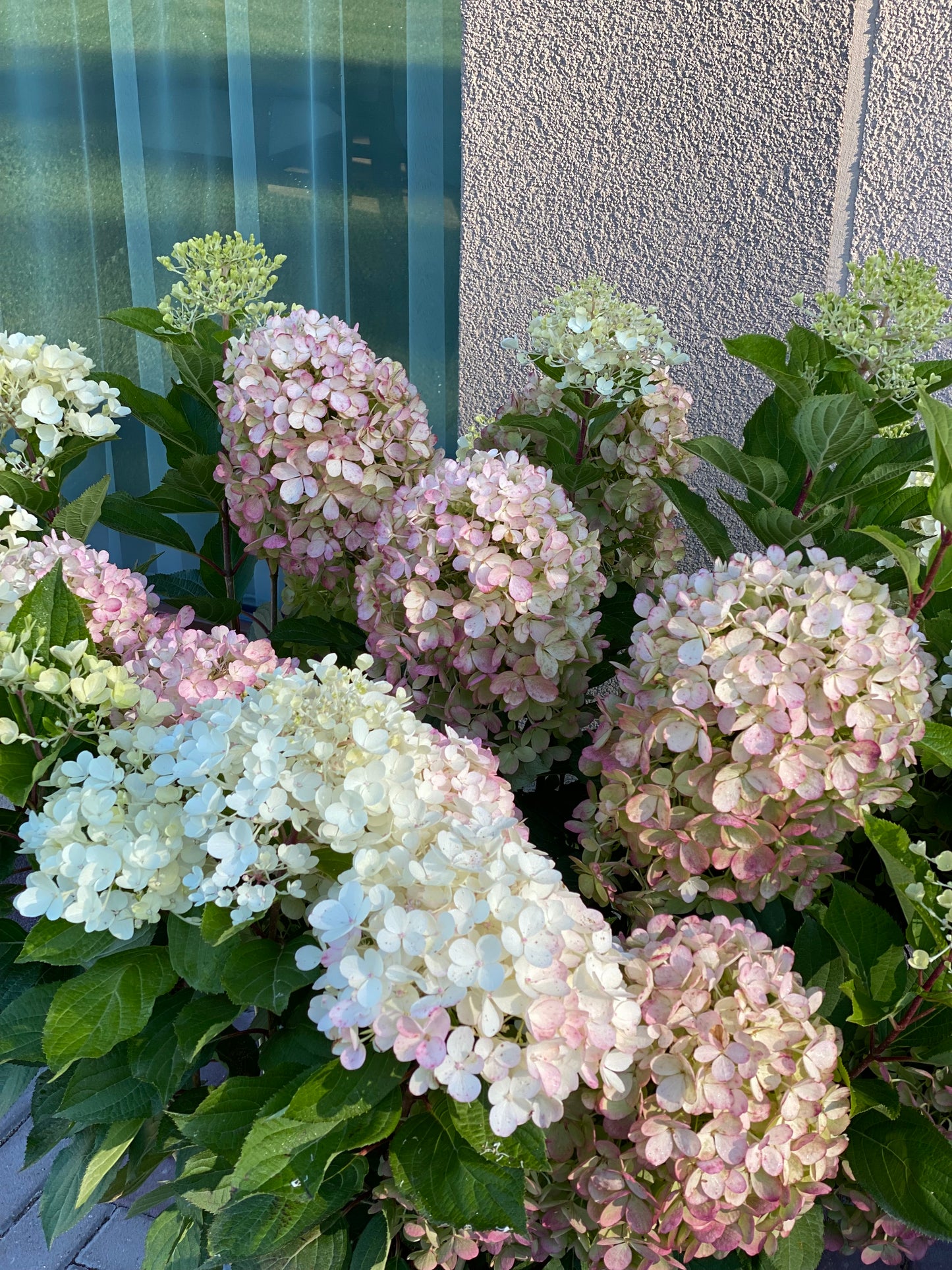 Hortenzija šluotelinė (Hydrangea paniculata) Living 'Milk & Honey'