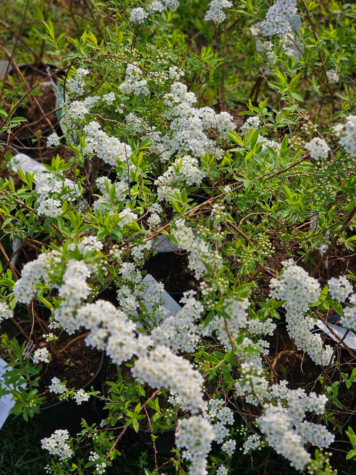 Lanksva pilkoji (Spiraea cinerea) 'Grefsheim'