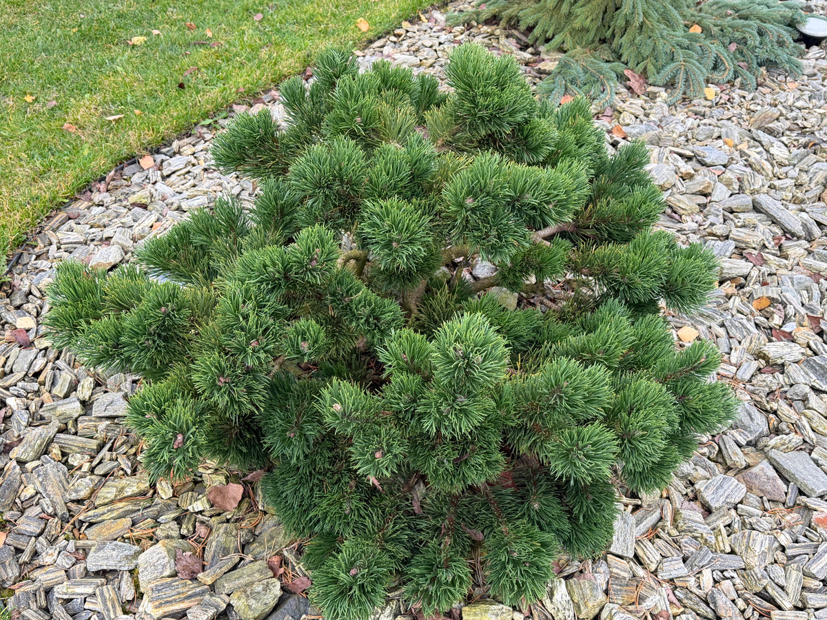 Pušis kalninė (Pinus mugo) 'Jacobsen'