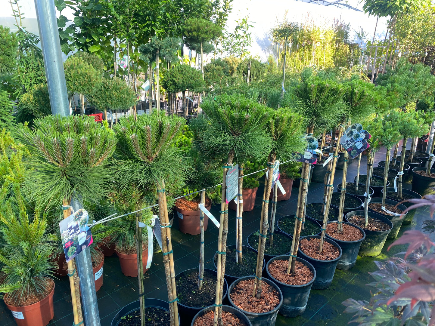 Pušis juodoji (Pinus nigra) 'Marie Bregeon' Pa