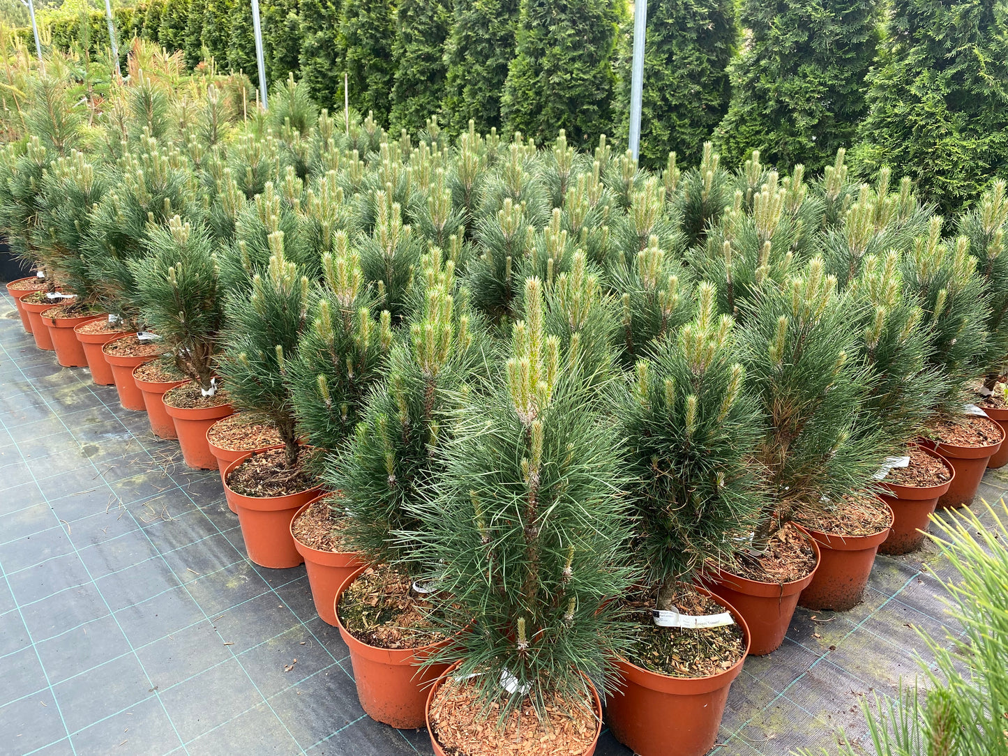 Pušis juodoji (Pinus nigra) 'Green Tower'