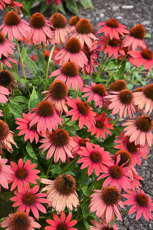 Ežiuolė (Echinacea) 'Prima Ruby'