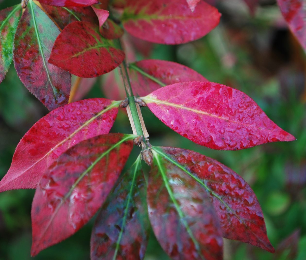 Ožekšnis sparnuotasis (Euonymus alatus) 'Compactus'