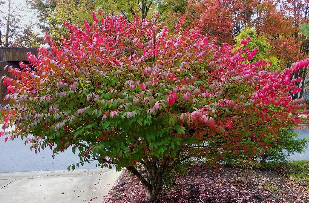 Ožekšnis sparnuotasis (Euonymus alatus) 'Compactus'