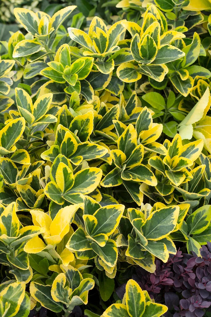 Ožekšnis japoninis (Euonymus japonicus) 'Aureomarginatus’