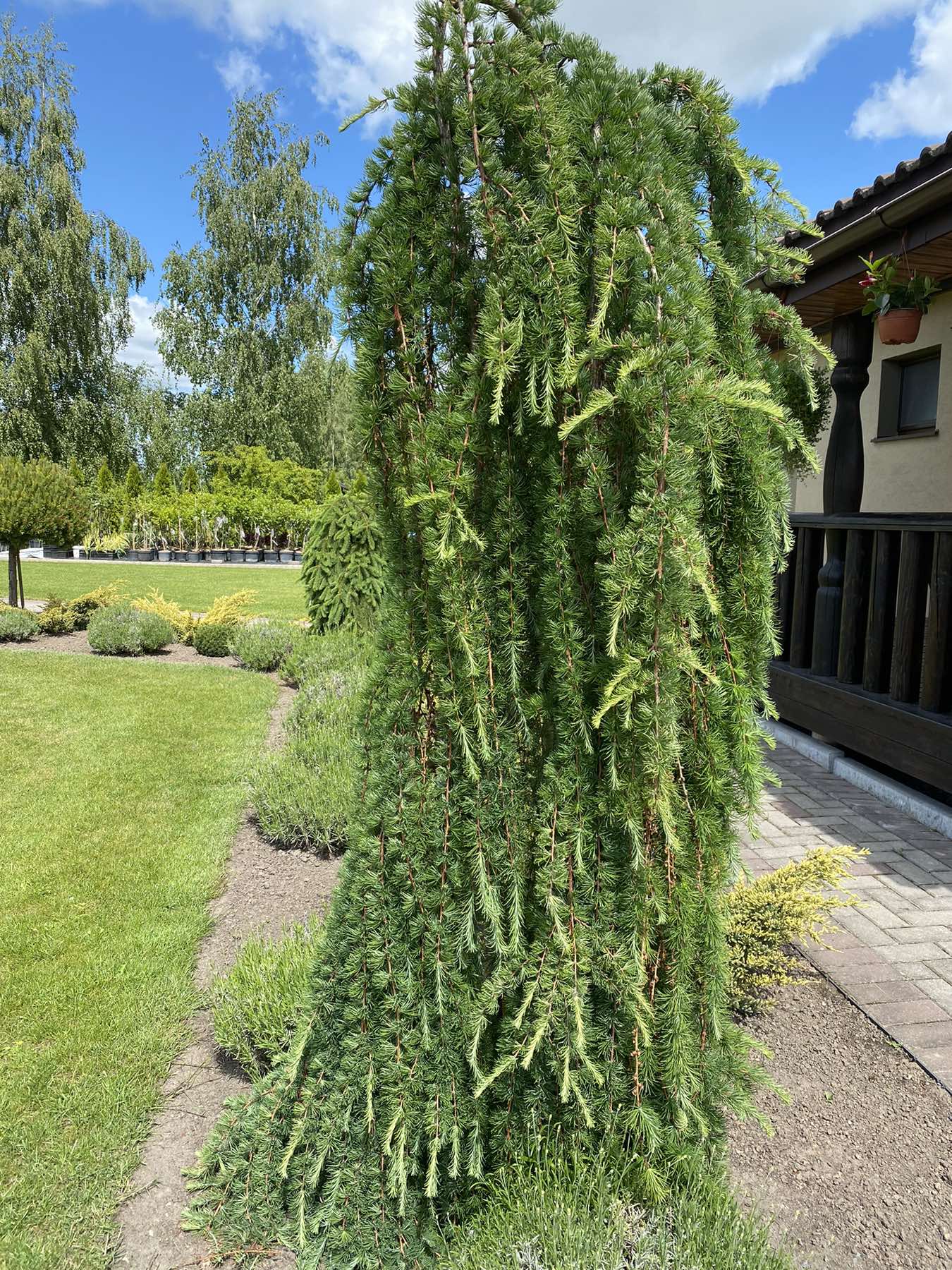 Maumedis europinis (Larix decidua) 'Pendula' Pa
