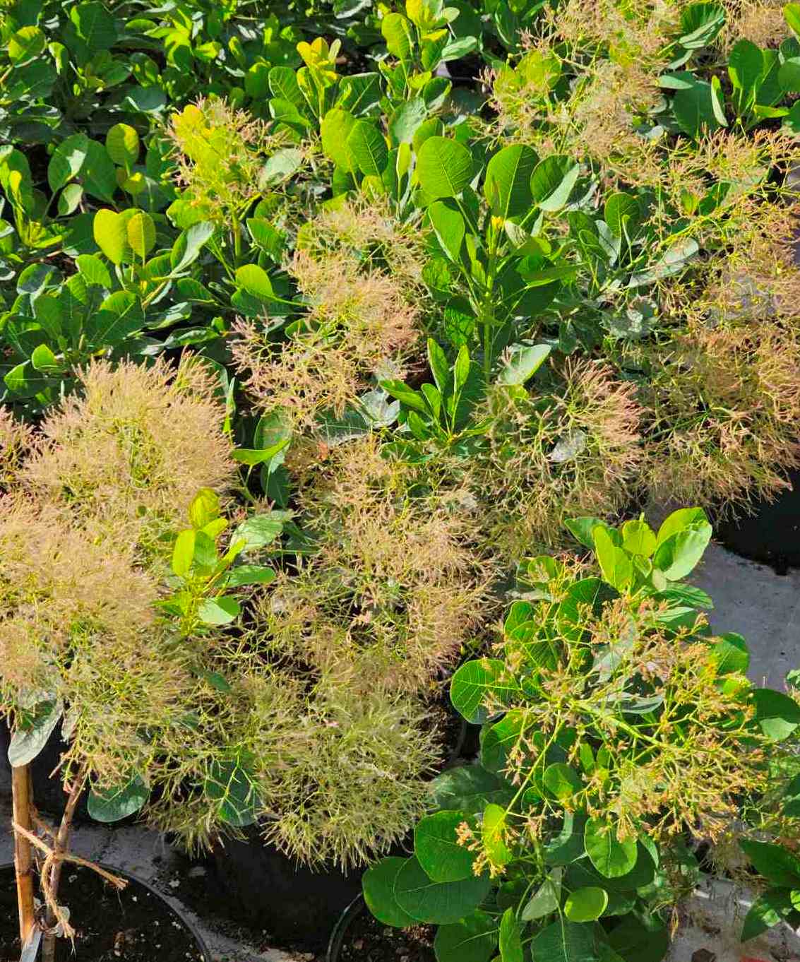 Pūkenis europinis (Cotinus coggygria) 'Young Lady'