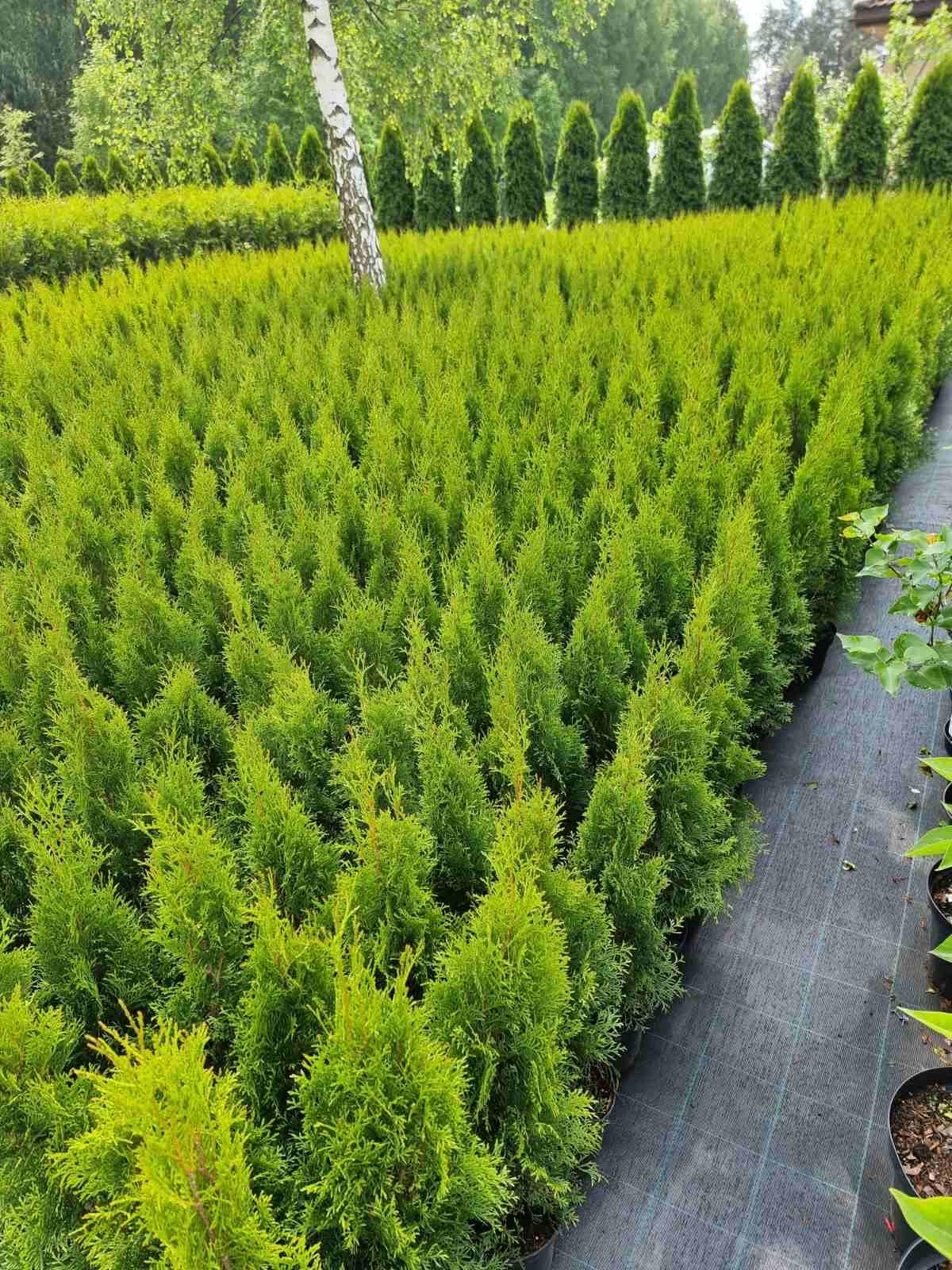 Tuja vakarinė (Thuja occidentalis) 'Smaragd'
