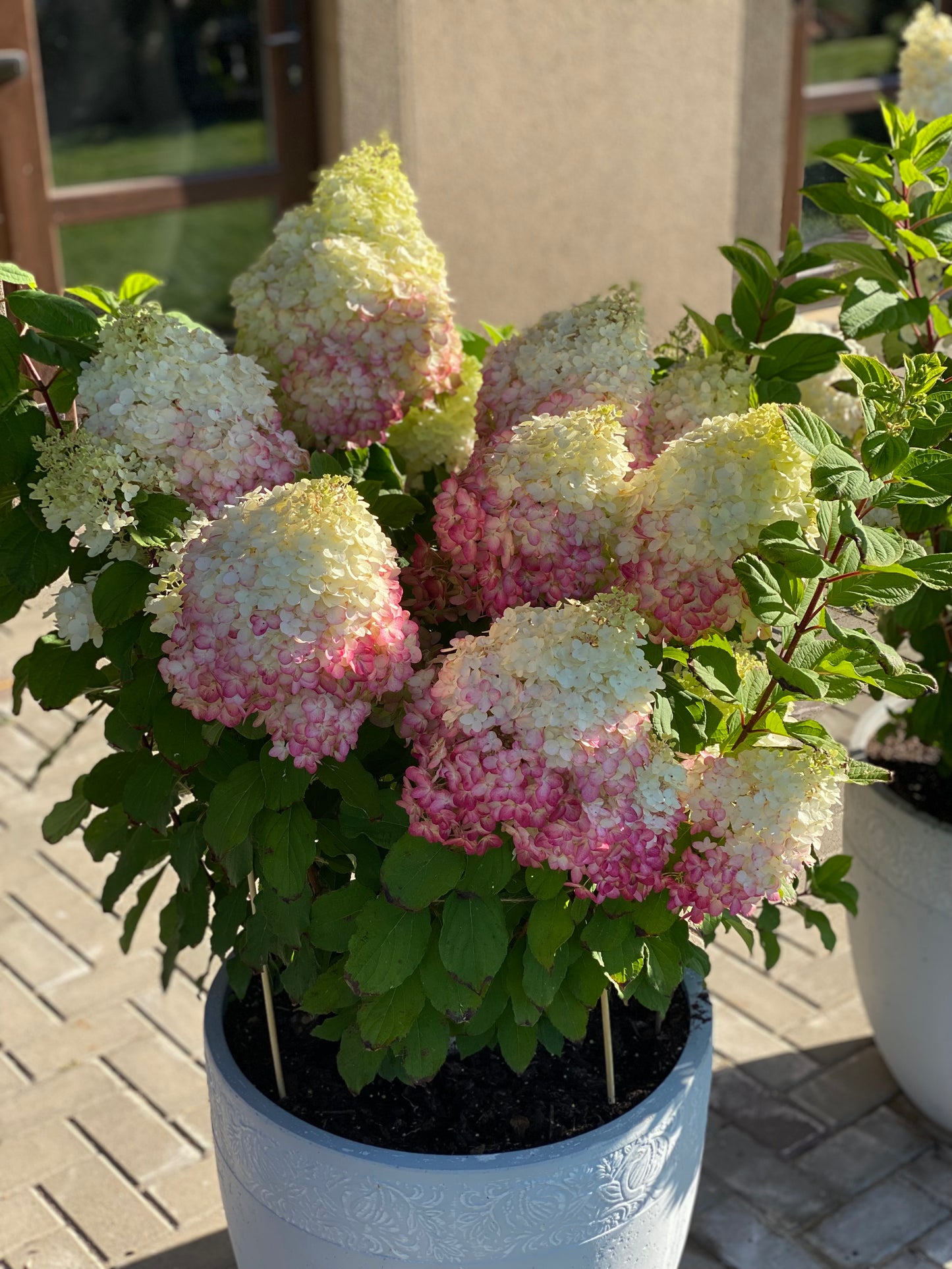 Hortenzija šluotelinė (Hydrangea paniculata) Living 'Colourful Cocktail'