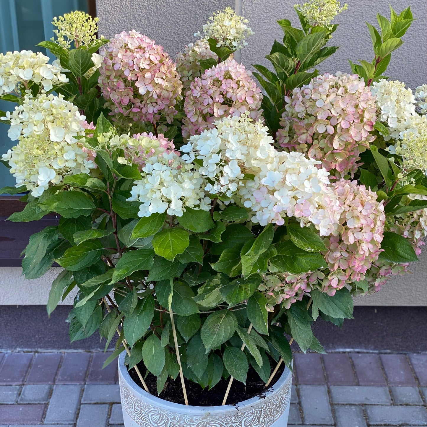 Hortenzija šluotelinė (Hydrangea paniculata) Living 'Milk & Honey'
