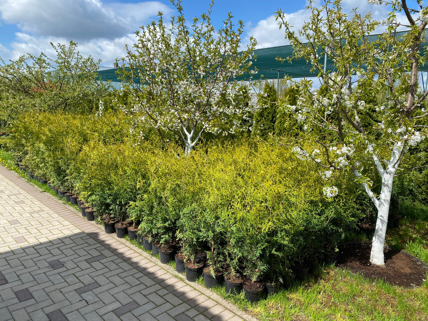 Tuja vakarinė (Thuja occidentalis) 'Brabant'