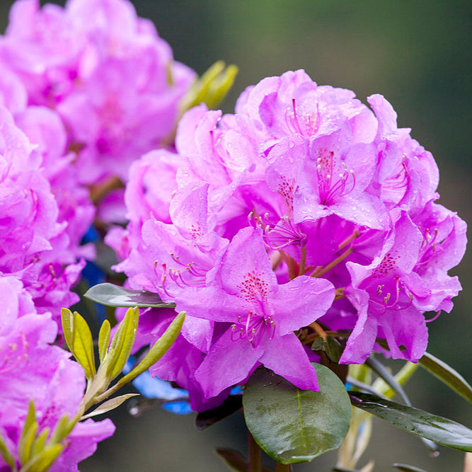 Rododendras (Rhododendron) 'Catawbiense Grandiflorum'