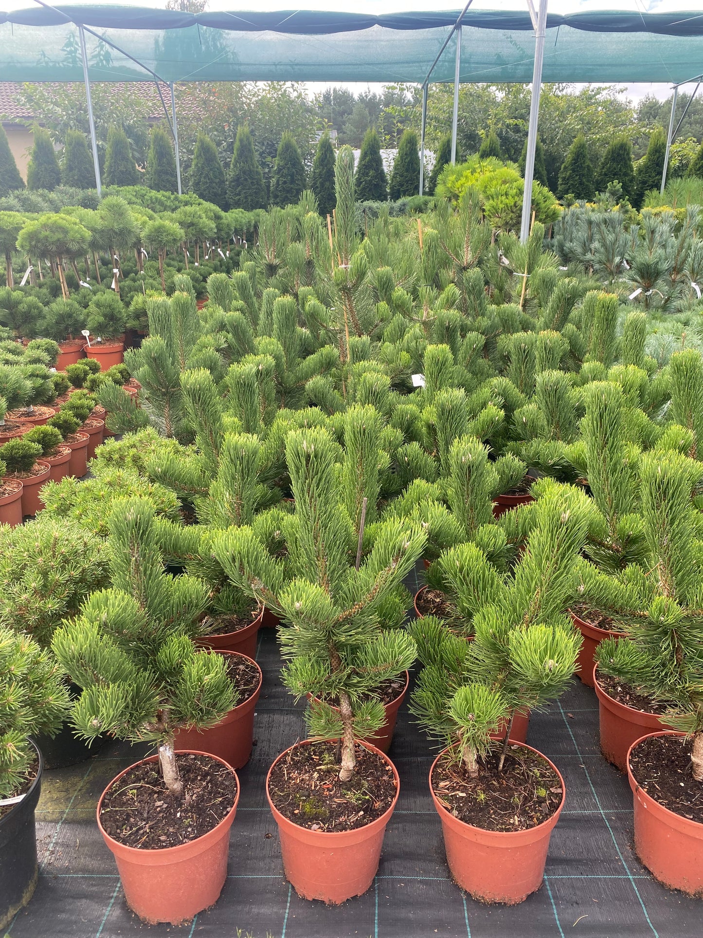 Pušis juodoji (Pinus nigra) 'Oregon Green'