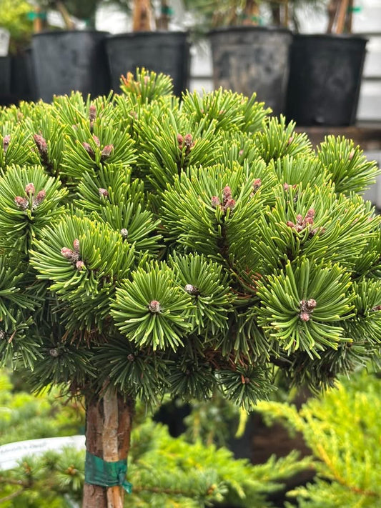 Pušis kalninė (Pinus mugo) 'Sherwood Compact' Pa