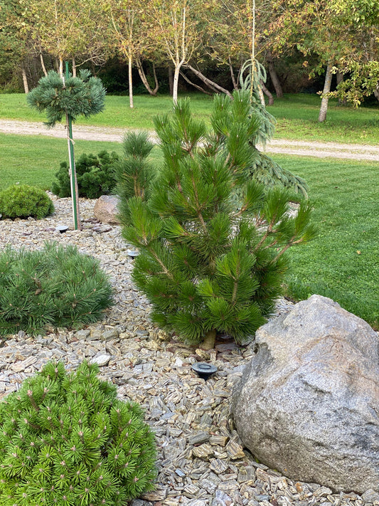 Pušis baltažievė (Pinus leucodermis) 'Little Dracula'