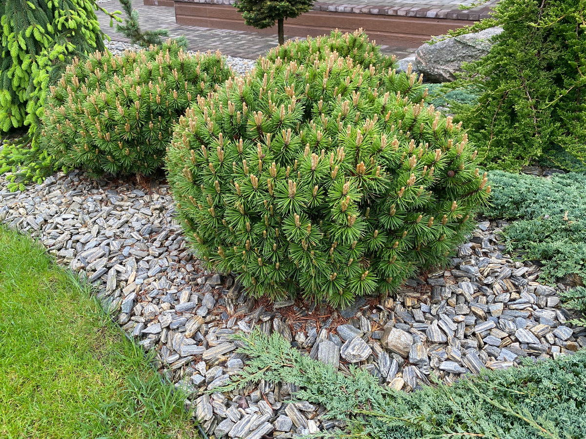 Pušis kalninė (Pinus mugo) 'Benjamin'