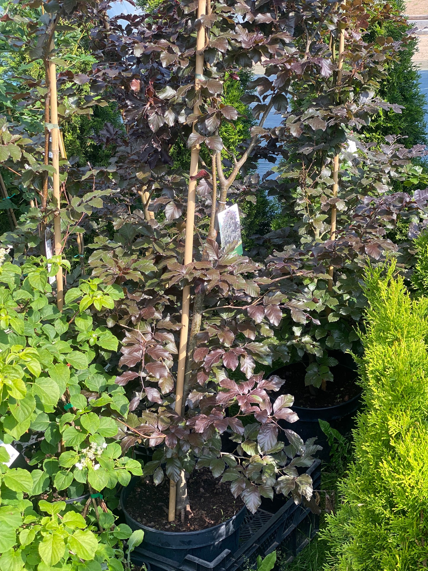 Bukas paprastasis (Fagus sylvatica) 'Atropunicea'