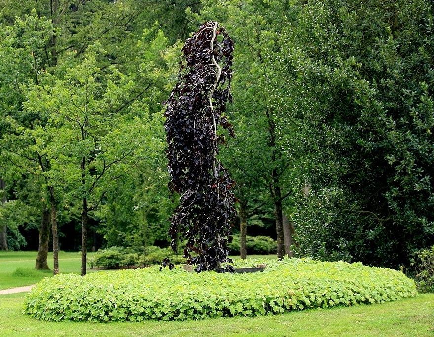 Bukas paprastasis (Fagus sylvatica) 'Purple Fountain'