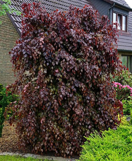 Bukas paprastasis (Fagus sylvatica) 'Purpurea Latifolia'