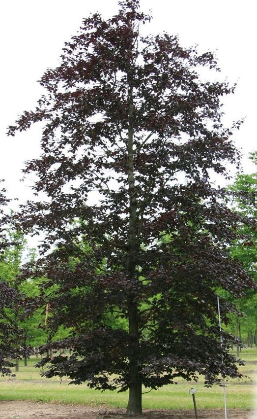 Bukas paprastasis (Fagus sylvatica) 'Purpurea Latifolia'