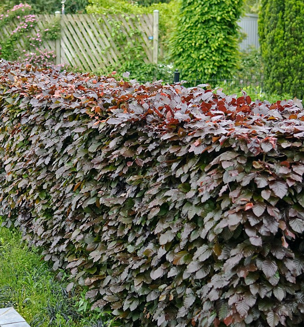 Bukas paprastasis (Fagus sylvatica) 'Purpurea Latifolia'