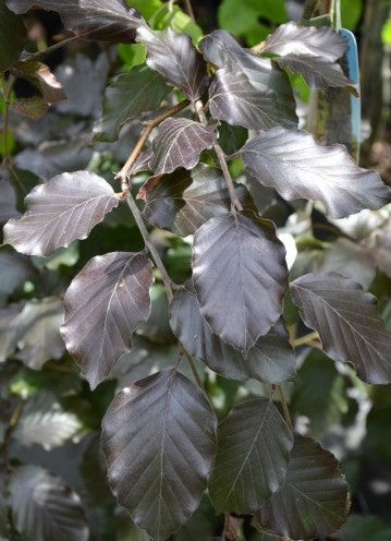 Bukas paprastasis (Fagus sylvatica) 'Purpurea Pendula'