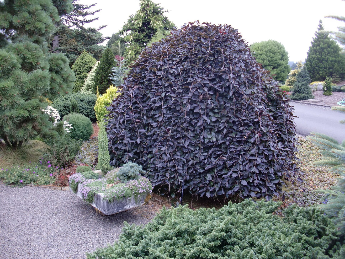 Bukas paprastasis (Fagus sylvatica) 'Purpurea Pendula'