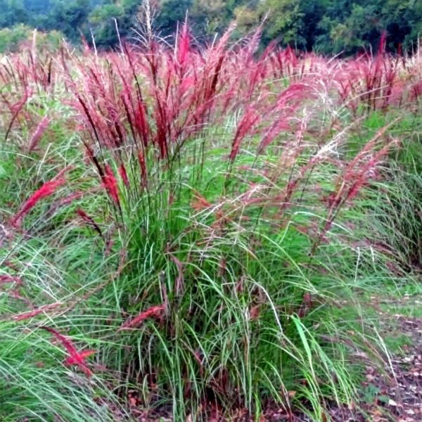 Miskantas kininis (Miscanthus sinensis) 'Orangefeder'