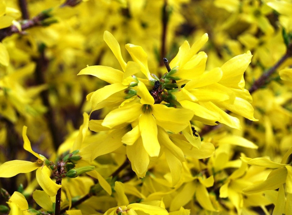 Forsitija tarpinė (Forsythia intermedia) 'Goldzaubert'