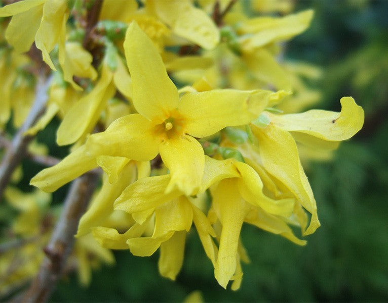 Forsitija tarpinė (Forsythia intermedia) 'Lynwood'