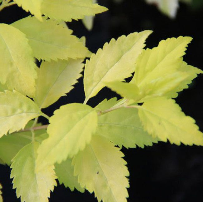 Forsitija lenktašakė (Forsythia suspensa) 'Aurea'