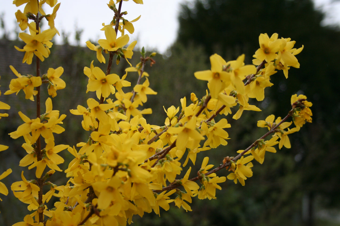 Forsitija lenktašakė (Forsythia suspensa) 'Aurea'