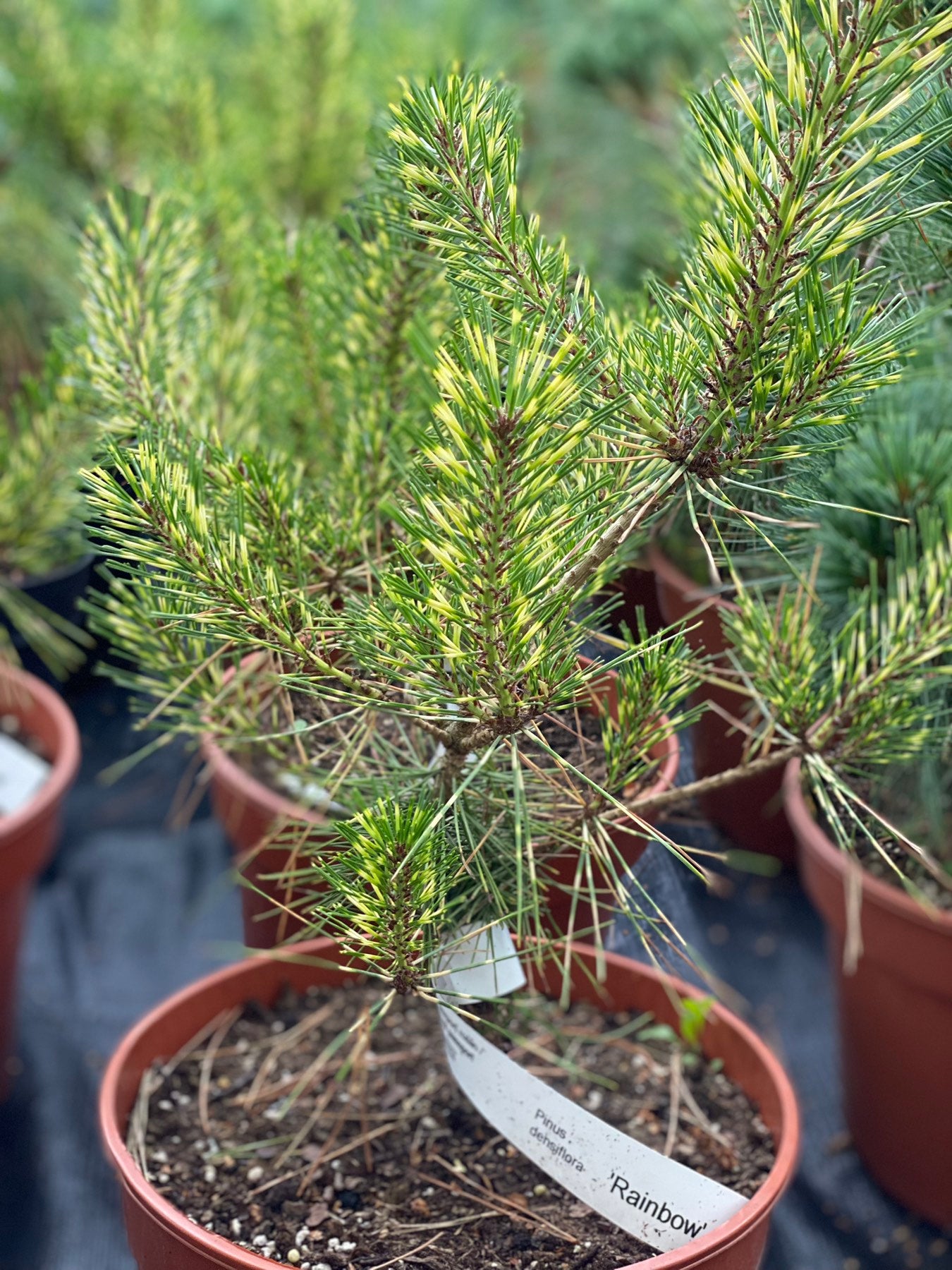 Pušis gausiažiedė (Pinus densiflora) 'Rainbow'