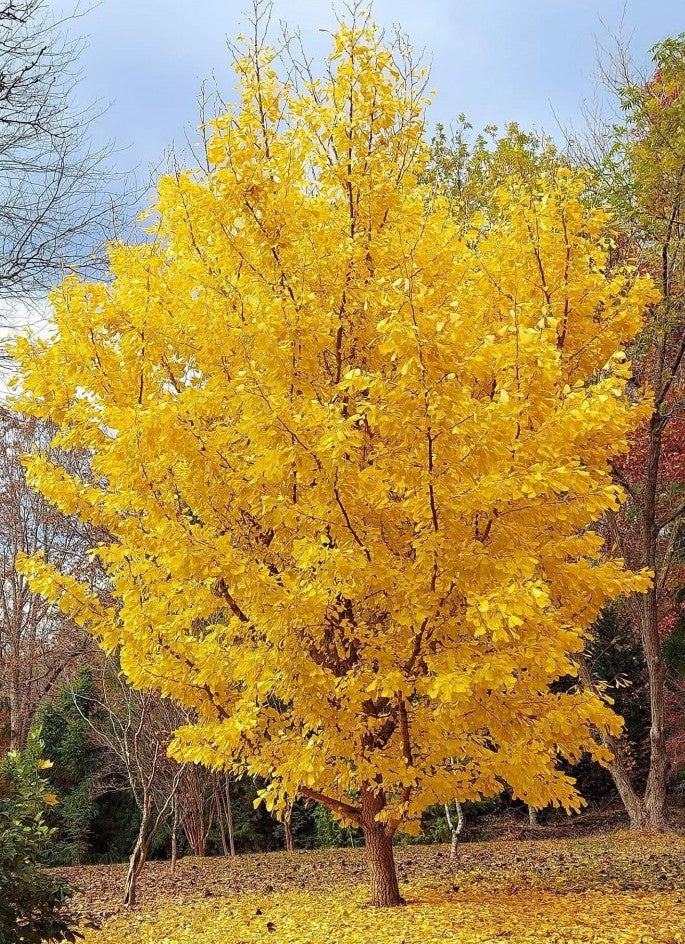 Ginkmedis dviskiautis (Ginkgo biloba)