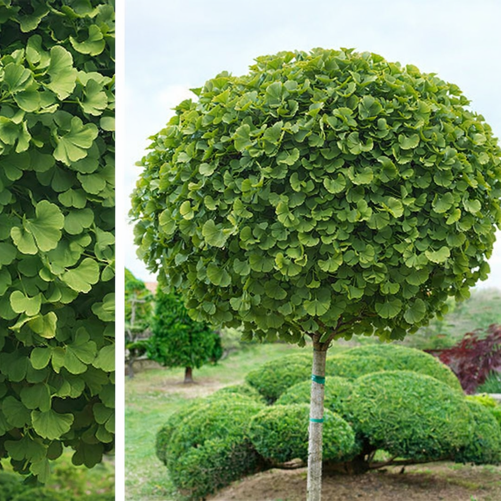 Ginkmedis dviskiautis (Ginkgo biloba) 'Mariken'
