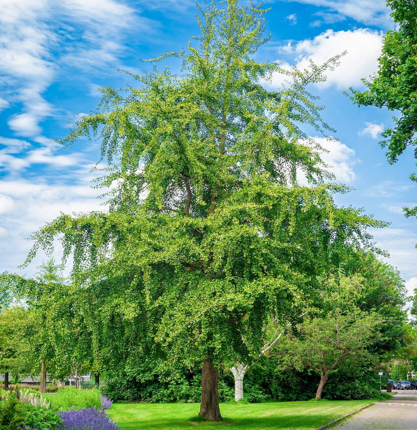 Ginkmedis dviskiautis (Ginkgo biloba)