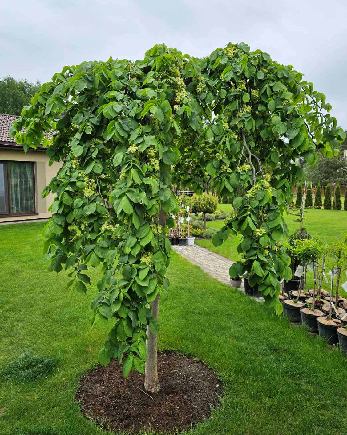 Guoba (Ulmus glabra) 'Pendula'