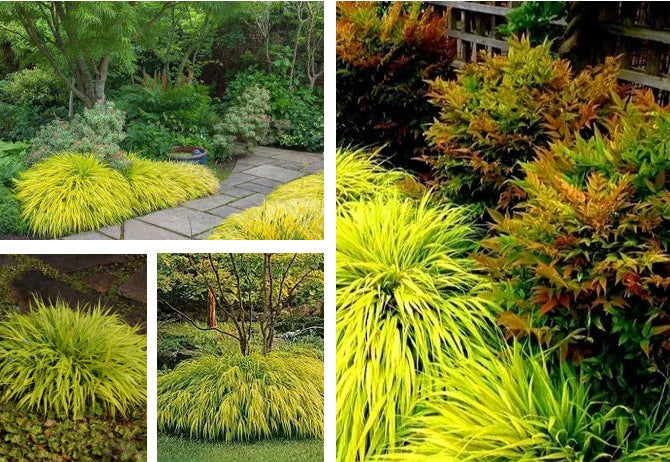 Hakonė didžioji (Hakonechloa macra) 'All Gold'
