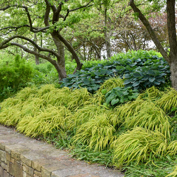 Hakonė didžioji (Hakonechloa macra) 'Aureola'