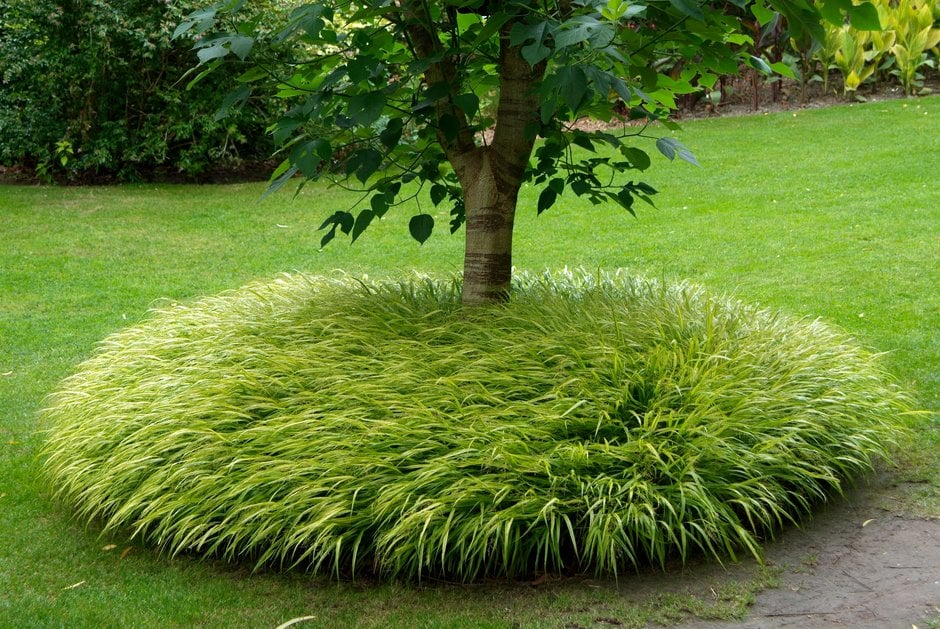 Hakonė didžioji (Hakonechloa macra) 'Aureola'